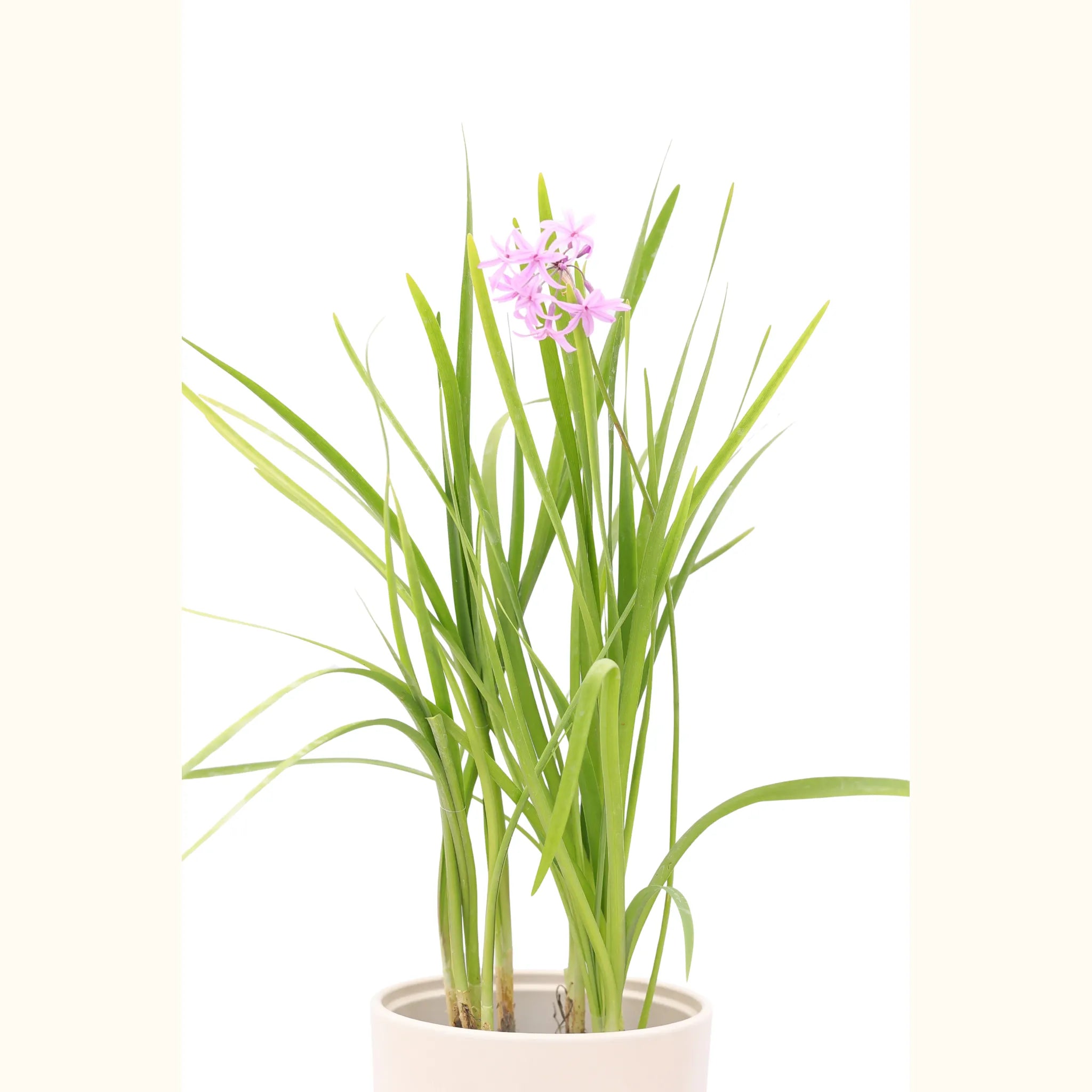Tulbaghia violacea