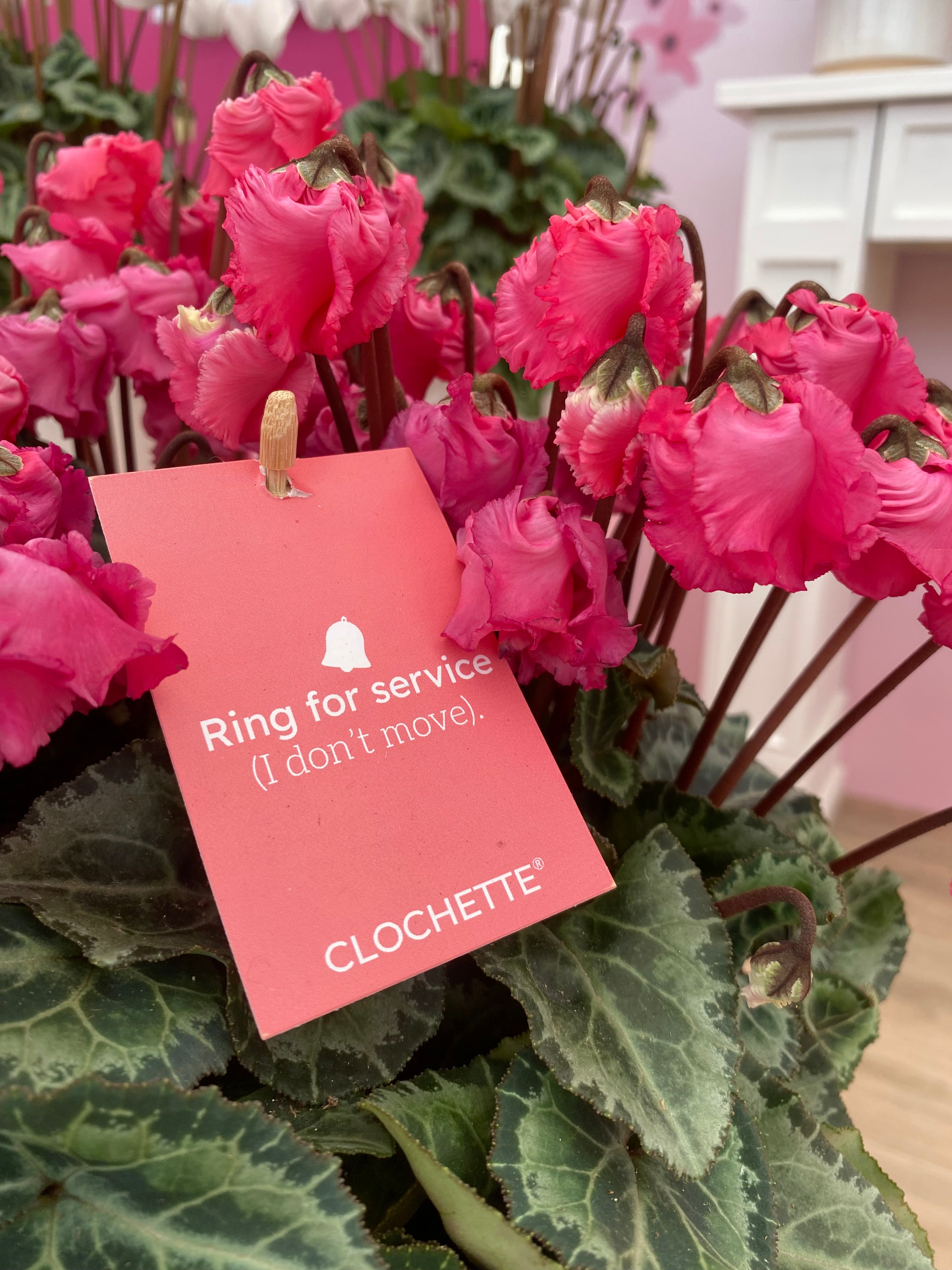 Etiqueta CLOCHETTE® 