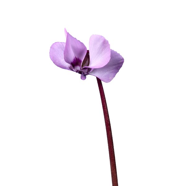 KOUMY® Light pink classic leaf