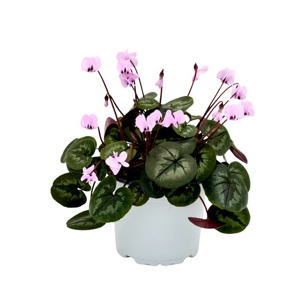 KOUMY® Light pink classic leaf
