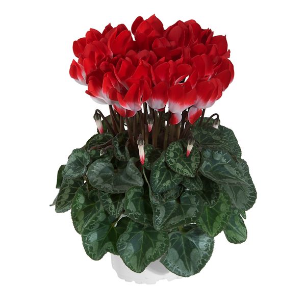 MIDI+® INDIAKA® Red