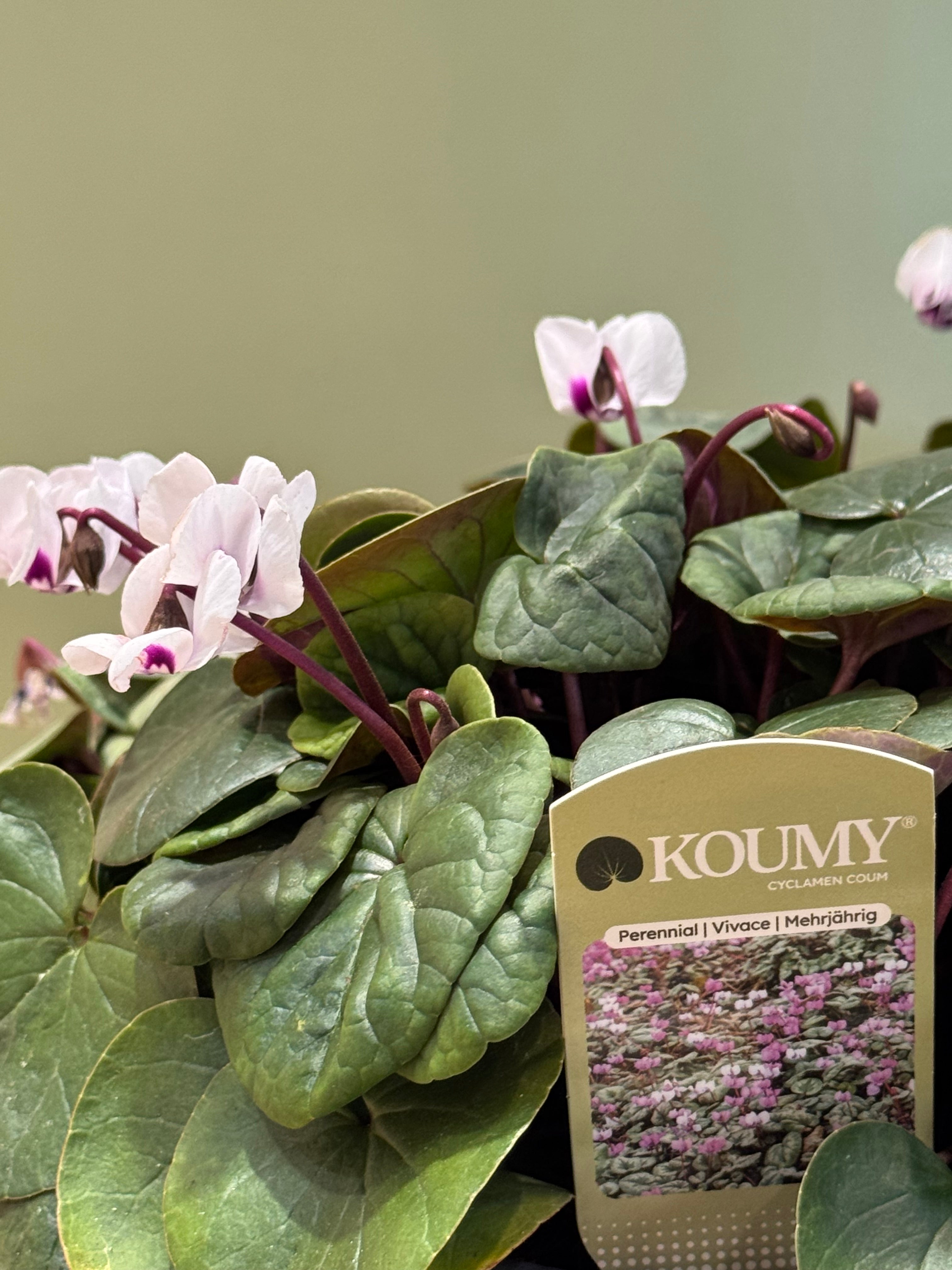 Etichetta KOUMY® 