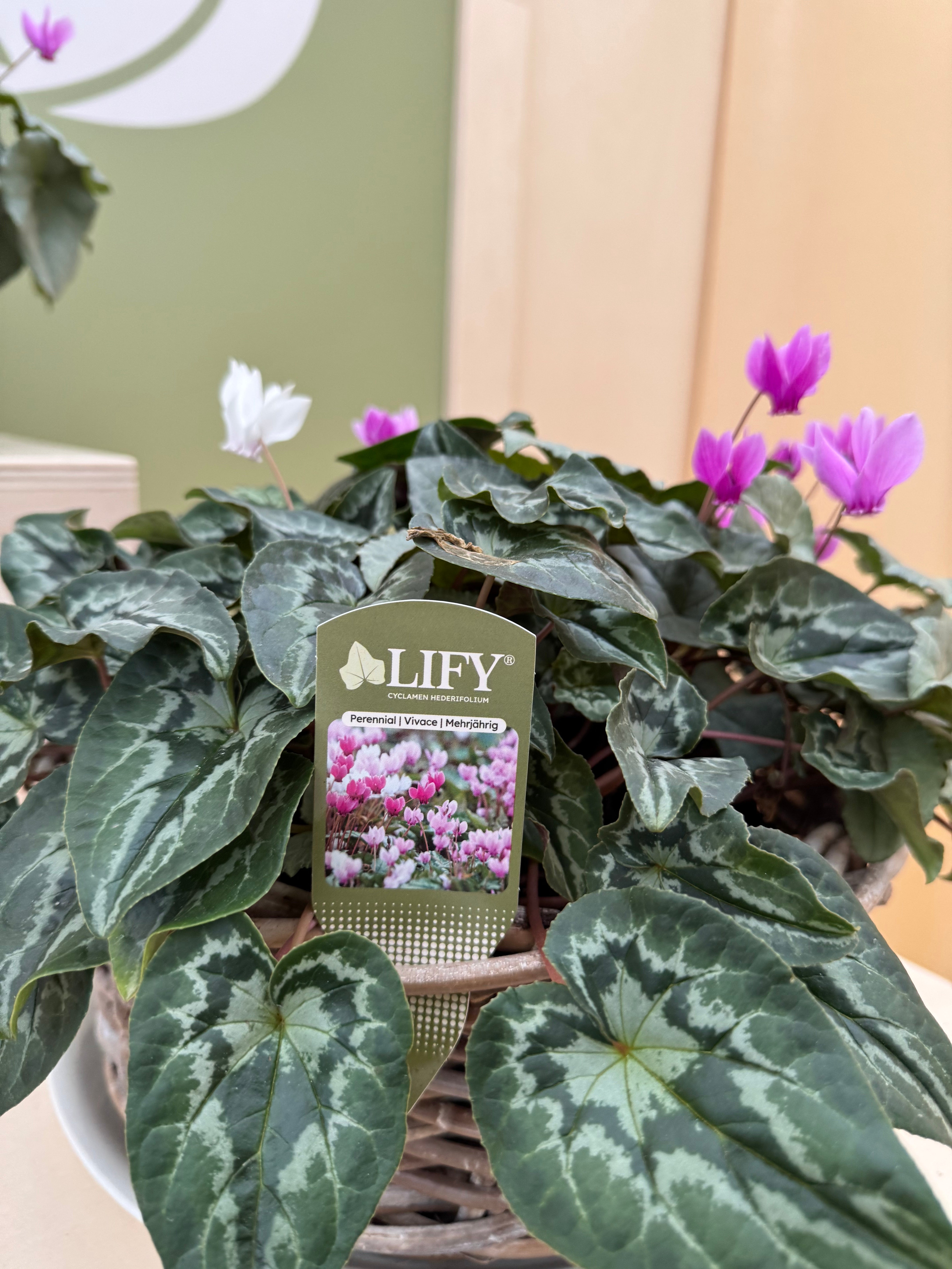 Étiquette LIFY® 