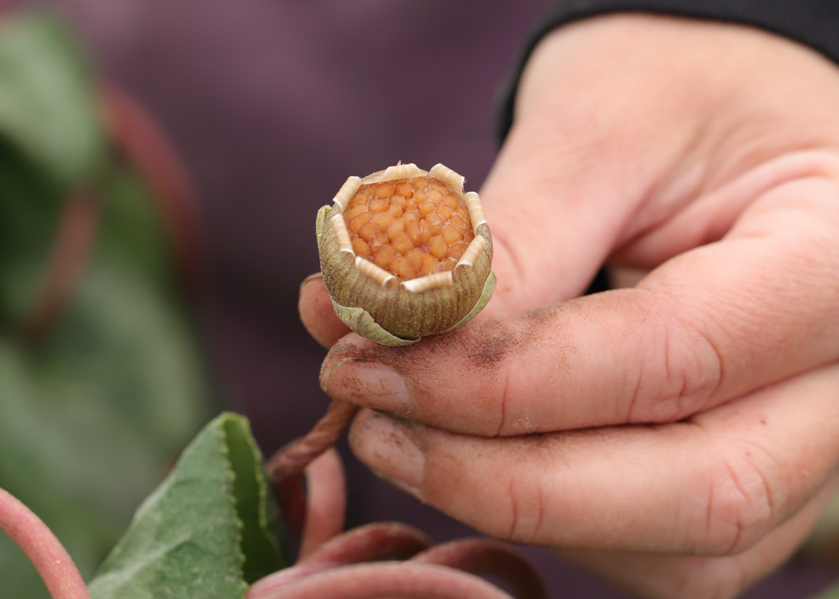 Morel Flowers - Seed processing